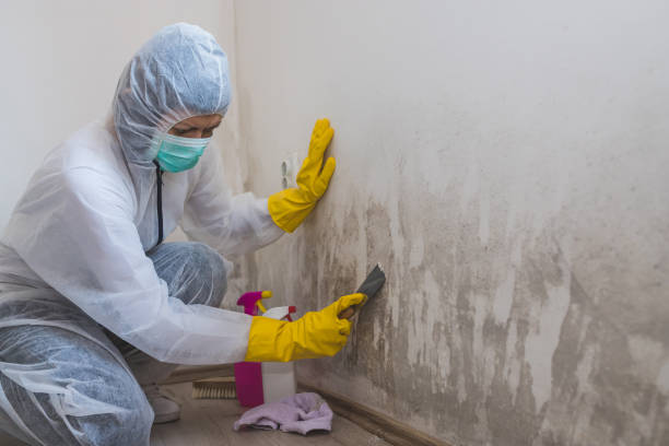 Mold Remediation for Rental Properties in Big Coppitt Key, FL